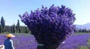 lavender.png