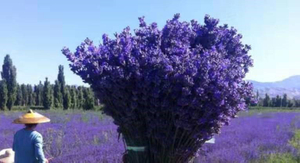 Lavender essential oil.jpg