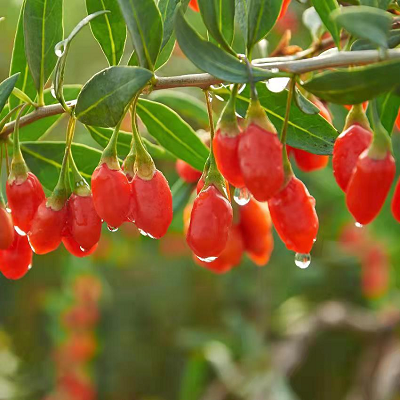 Purée de Lycium Barbarum (Purée de Goji)