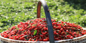 lycium berry benefits - CGhealthfood.png